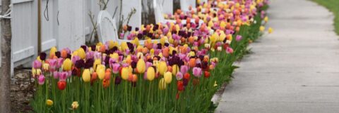 Mackinac Island tulips