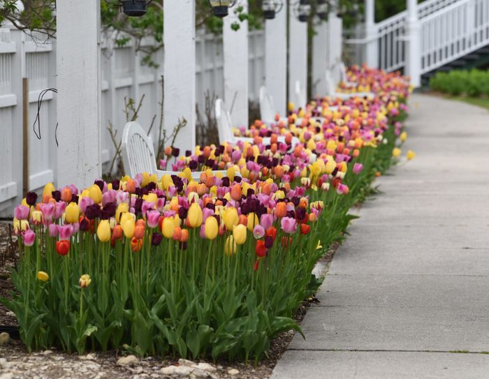 Mackinac Island tulips